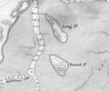 Long Island and Round Island, 1849 chart