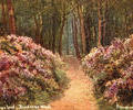 Rhododendron Land, Branksome Woods