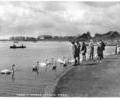 Lake and Swans, Poole Park.